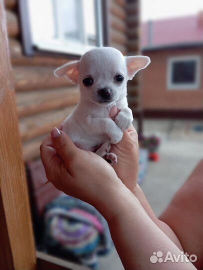 Щенки чихуахуа мини гладкошерстные