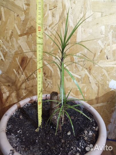 Пальма драцена