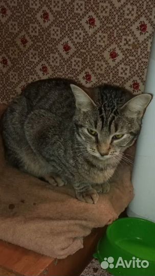 Девочка 6-7 месяцев, шубка - питерская классика