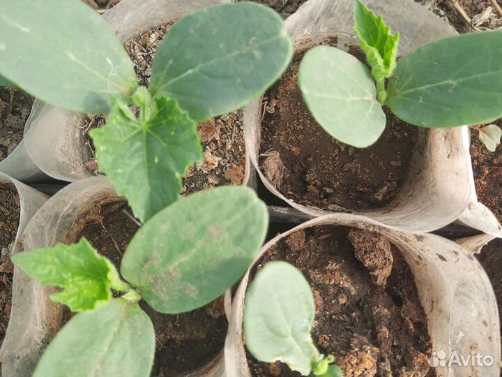 Рассада огурцов