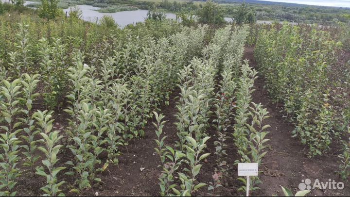 Саженцы плодовых деревьев из питомника