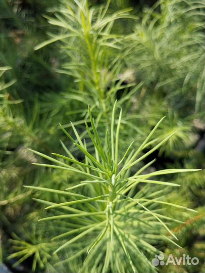 Саженцы лиственницы сибирской (Larix sibirica)