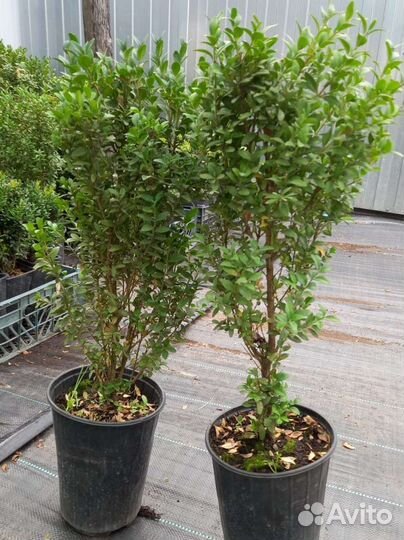 Саженцы самшита