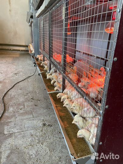 Цыплята бройлеры суточные и подрощенные