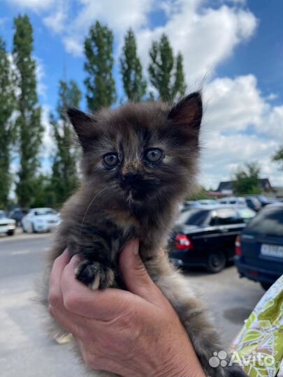 Красивая нежная девочка в добрые руки