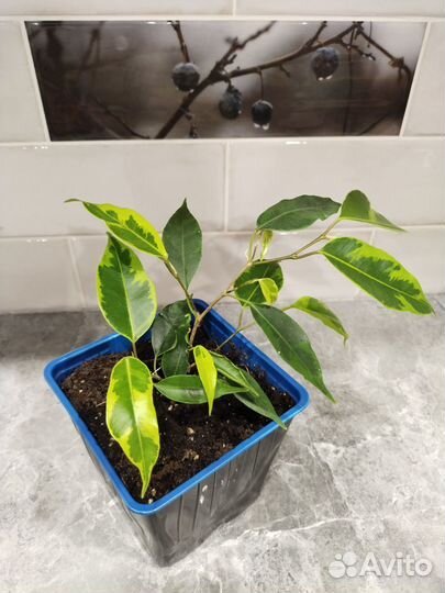 Фикус Бенджамина