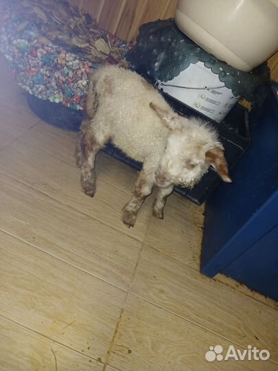 Овцы бараны ягнята катумские