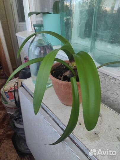 Гиппеаструм комнатное растерие