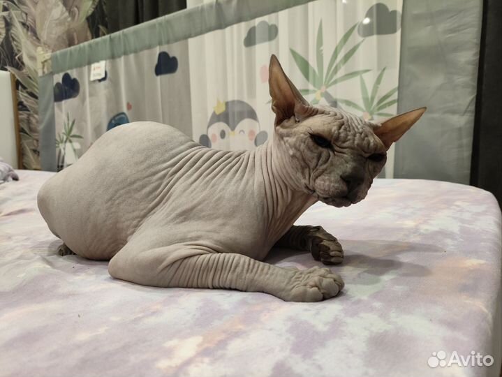 Кот донской сфинкс 1 год
