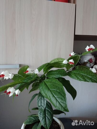 Клеродендрум госпожи томпсон