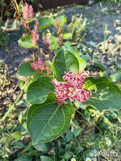 Декоративный кустарник