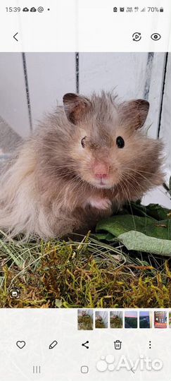 Сирийский хомяк