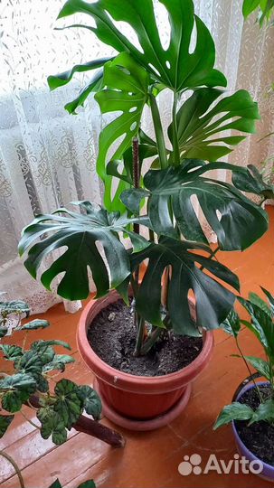 Манстера/гибискус