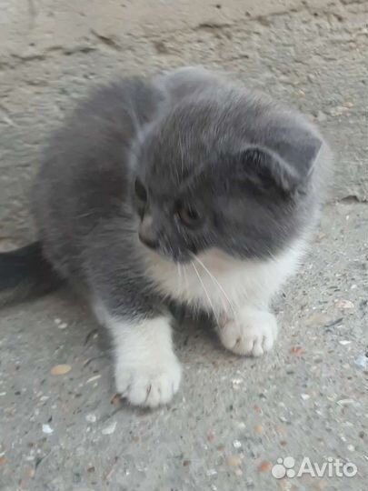 Котики бесплатно