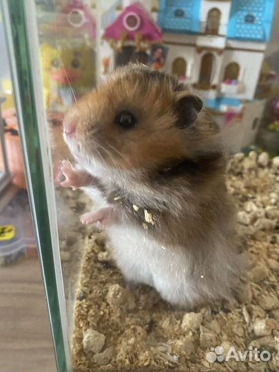 Сирийский хомяк