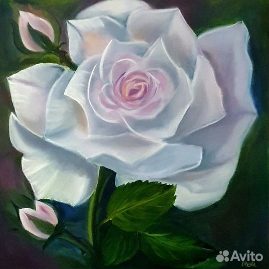 Роза радужная