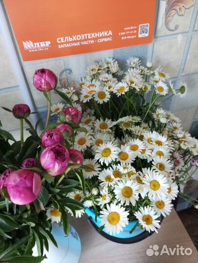 Букеты из ромашек