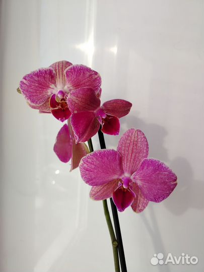 Орхидея фаленопсис Пират Пикотти ред