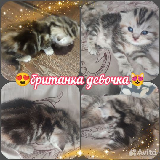 Британские котята