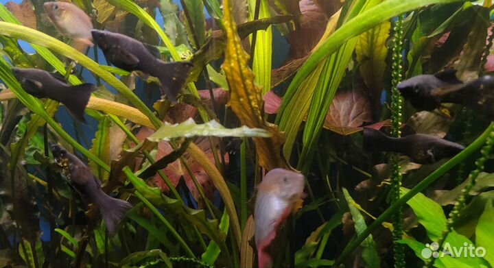 Гуппи Эндлера