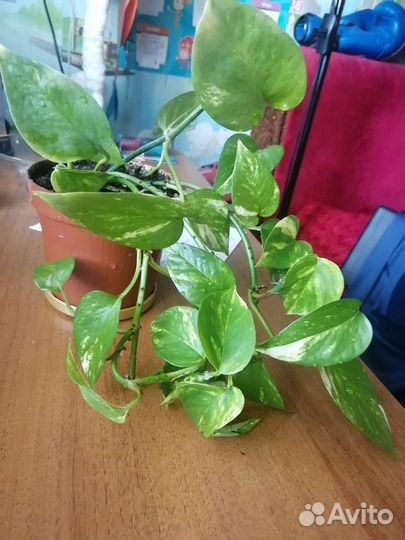 Эпипремнум