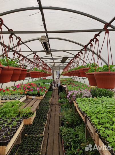 Рассада цветов