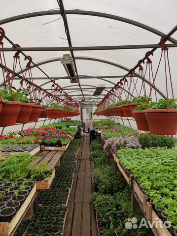 Рассада цветов