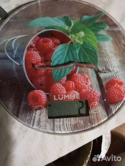 Черви для рыбалки и кормления животных