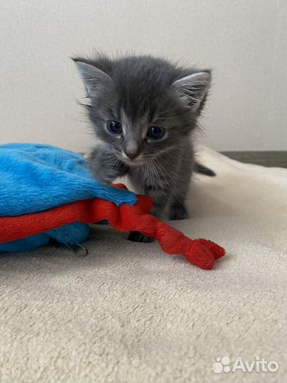 Кошка