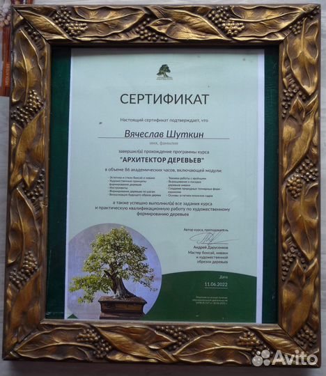 Обрезка /формирование/ деревьев