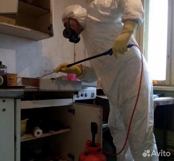 Дезинсекция тараканы муравьи клопы