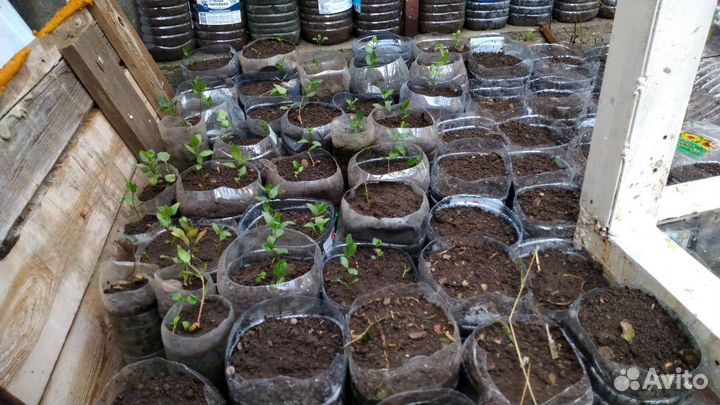 Саженцы фисташки морозостойкие