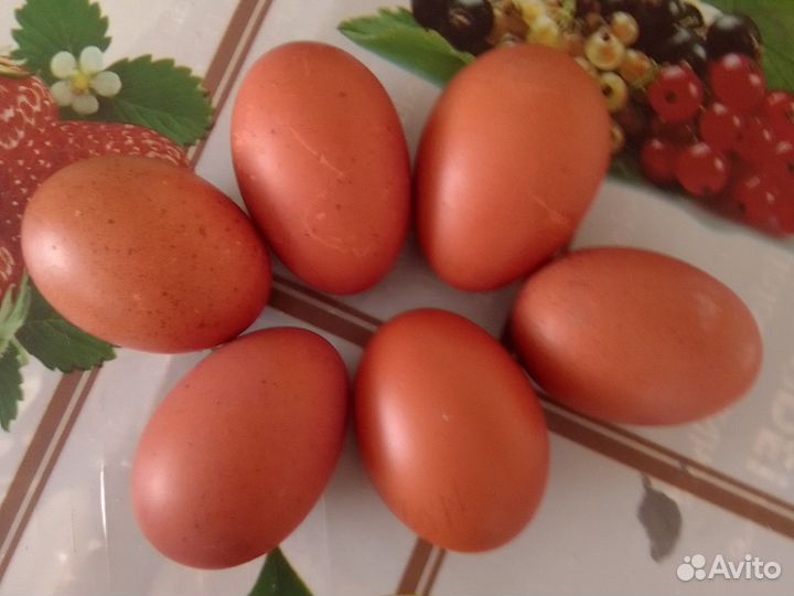 Инкубационное яйцо породы ухейлюй и марана