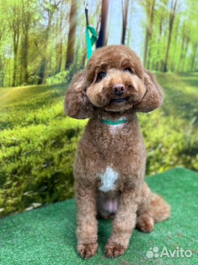 Стрижка животных Измайлово