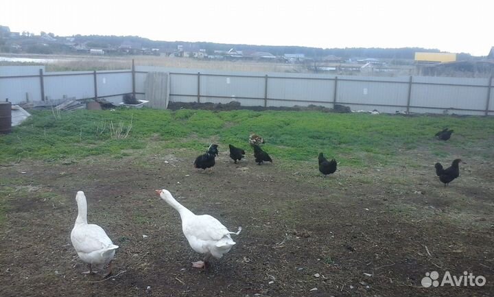 Гуси, куры