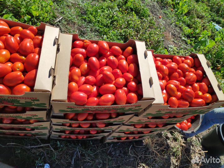 Помидор сливка