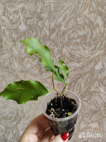 Фикус бенджамина сортовые