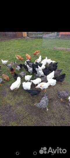 Куры молодки несушки