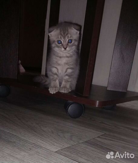 Британский вислоухий котёнок
