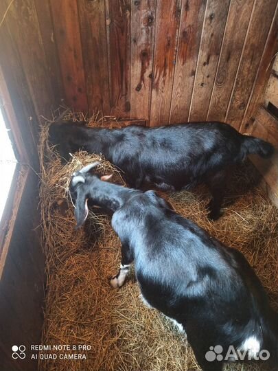 Продам коз