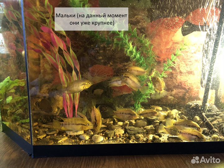 Рыбы аквариумные геротиляпия мультиспиноза