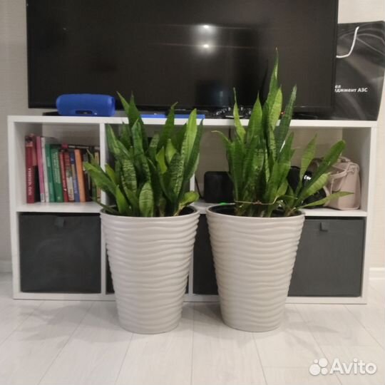 Кашпо с Сансевиерией