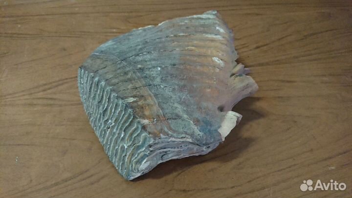 Зуб мамонта