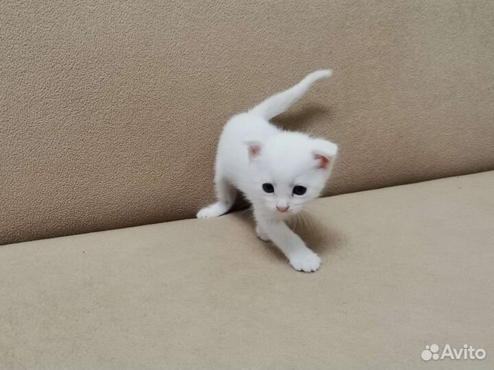 Кошки в добрые руки бесплатно