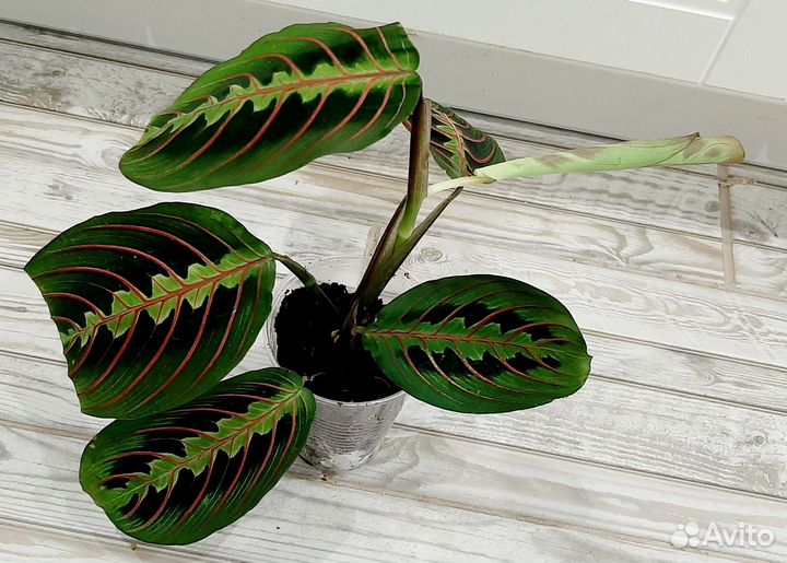 Маранта Триколор