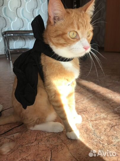 Кот в добрые руки