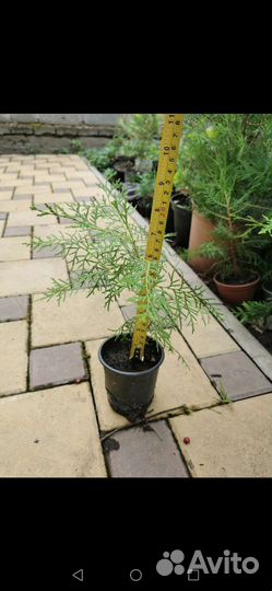 Туя смарагд