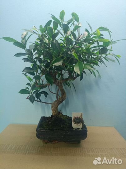 Бонсай фикус
