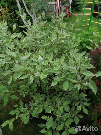 Дёрен белый пестролистный