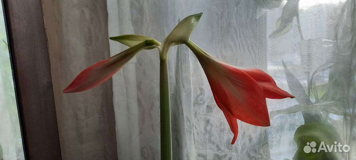 Гиппеаструм-амарилис